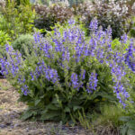 salvia-big-sky-3
