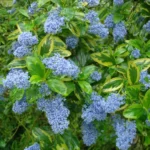 Ceanothus-El-Dorado-kalifornijski-jorgovan-1