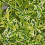 Ceanothus-El-Dorado-kalifornijski-jorgovan-2