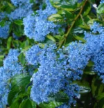Ceanothus-El-Dorado-kalifornijski-jorgovan-3