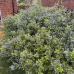 Ceanothus-El-Dorado-kalifornijski-jorgovan-4