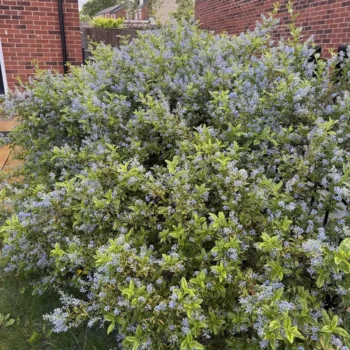 Ceanothus-El-Dorado-kalifornijski-jorgovan-4