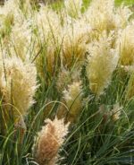 Pampas-trava-mini-Tiny-Pampa-cortaderia-selloana-1