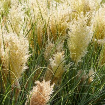 Pampas-trava-mini-Tiny-Pampa-cortaderia-selloana-1