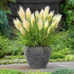 Pampas-trava-mini-Tiny-Pampa-cortaderia-selloana-2