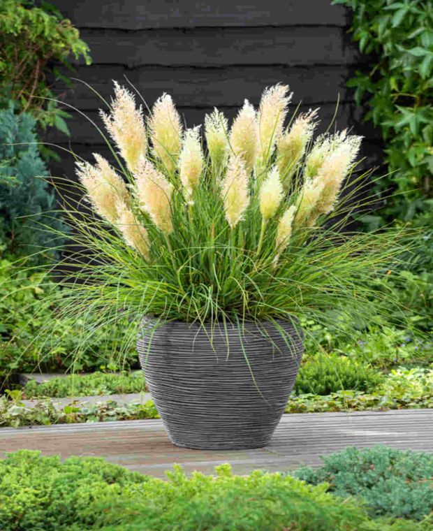 Pampas-trava-mini-Tiny-Pampa-cortaderia-selloana-2 Pampas-trava-mini-Tiny-Pampa-cortaderia-selloana-2