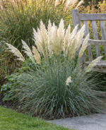 Pampas-trava-mini-Tiny-Pampa-cortaderia-selloana-3