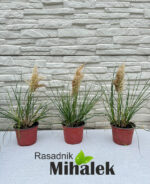 Pampas-trava-mini-Tiny-Pampa-cortaderia-selloana-sadnice