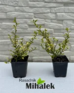 ceanothus-el-dorado-sadnica
