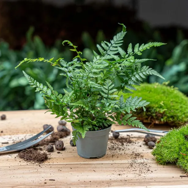Paprat vrste Athyrium spicatum u sivoj saksiji na drvenom stolu, okružena mahovinom i baštenskim alatom