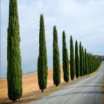 Cupressus-sempervirens-Pyramidalis-1