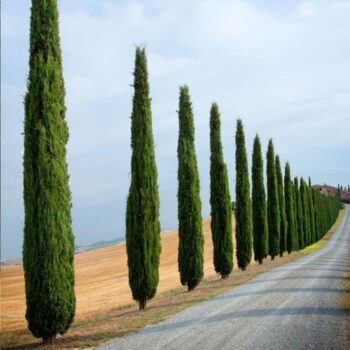 Cupressus-sempervirens-Pyramidalis-1
