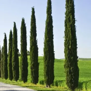 Cupressus-sempervirens-Pyramidalis-2