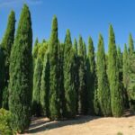 Cupressus-sempervirens-Pyramidalis-3