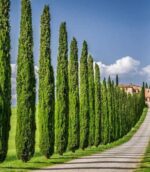 Cupressus-sempervirens-Pyramidalis-4