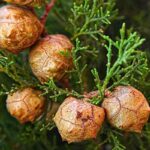 Cupressus-sempervirens-Pyramidalis-5