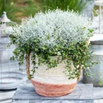 Muehlenbeckia-Calocephalus-MIX-1