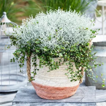 Muehlenbeckia-Calocephalus-MIX-1