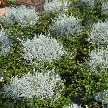 Muehlenbeckia-Calocephalus-MIX-2