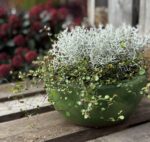 Muehlenbeckia-Calocephalus-MIX-3