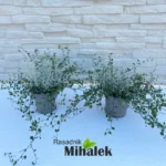 Muehlenbeckia-Calocephalus-MIX-sadnice