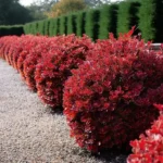 berberis-thunbergii-ruby-star-1