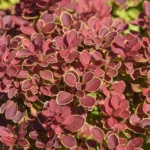 berberis-thunbergii-ruby-star-2