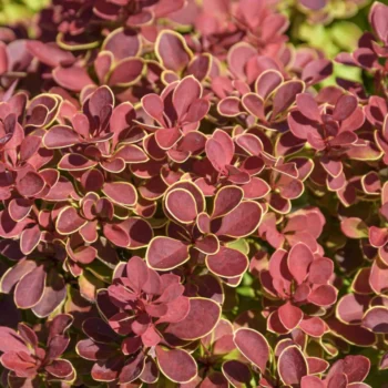 berberis-thunbergii-ruby-star-2