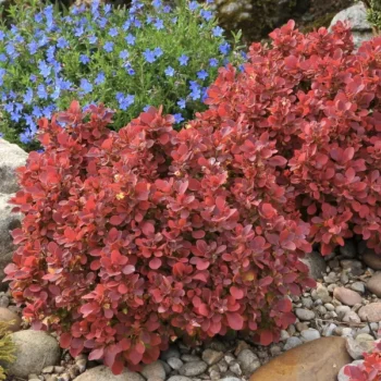 berberis-thunbergii-ruby-star-3