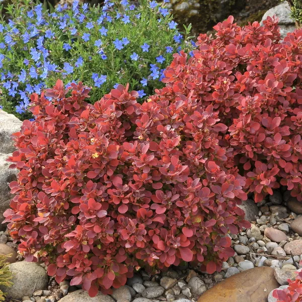 berberis-thunbergii-ruby-star-3 berberis-thunbergii-ruby-star-3
