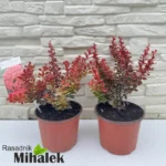 berberis-thunbergii-ruby-star-sadnice
