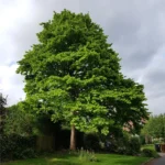 corylus-colurna-1