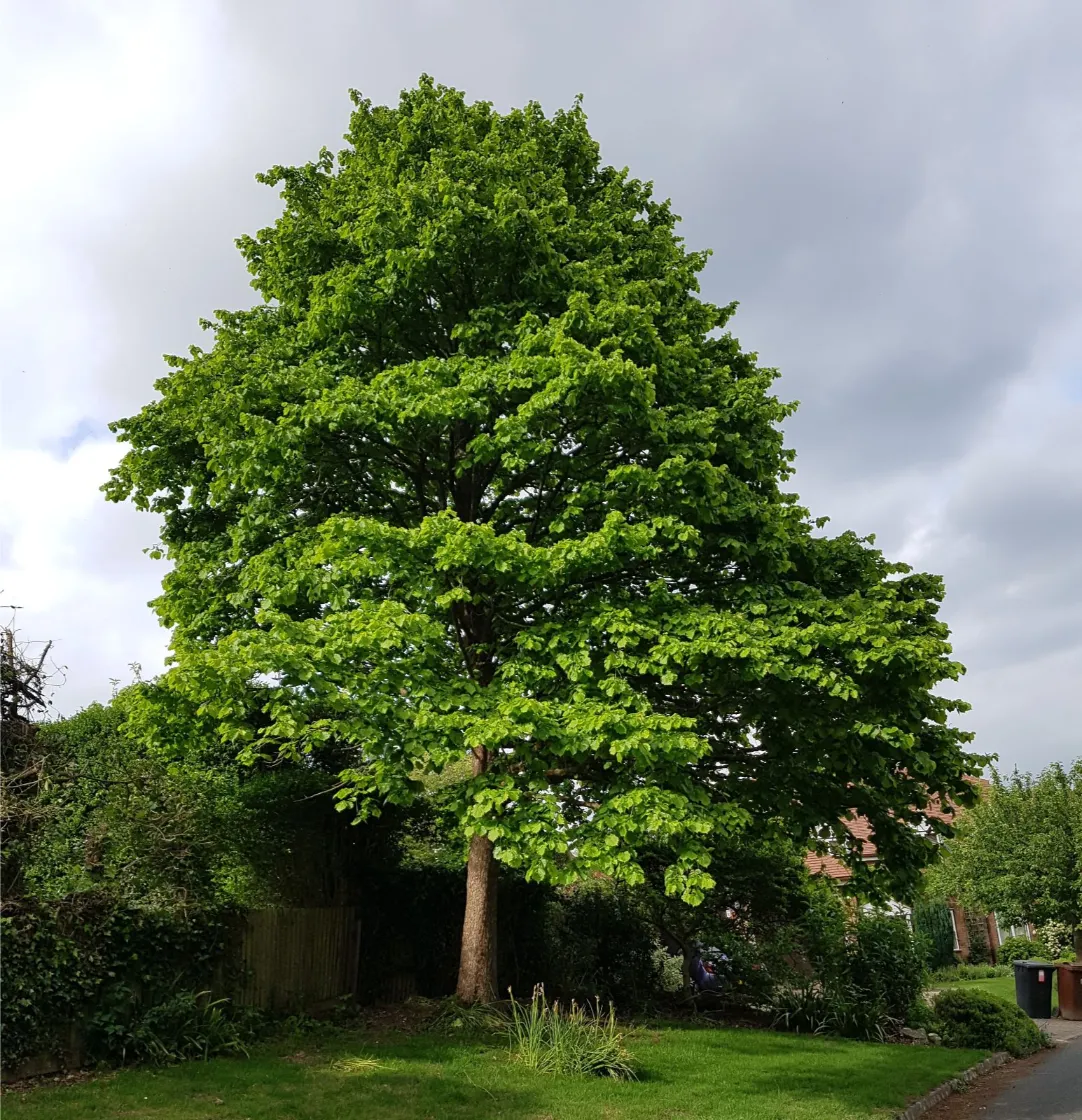 corylus-colurna-1 corylus-colurna-1