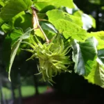 corylus-colurna-2