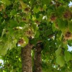 corylus-colurna-3