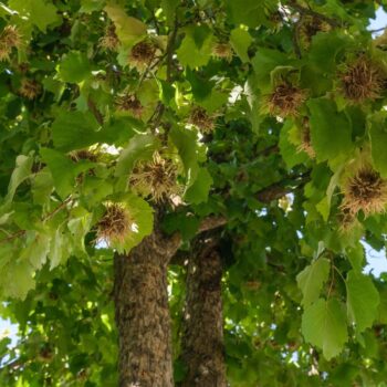 corylus-colurna-3