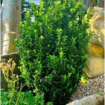 euonymus-green-spire-1