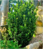 euonymus-green-spire-1