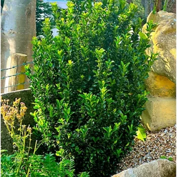 euonymus-green-spire-1