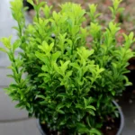 euonymus-green-spire-2