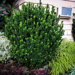 euonymus-green-spire-3