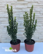 euonymus-green-spire-sadnice