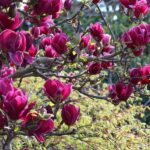 magnolija-cleopatra-1