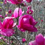 magnolija-cleopatra-2