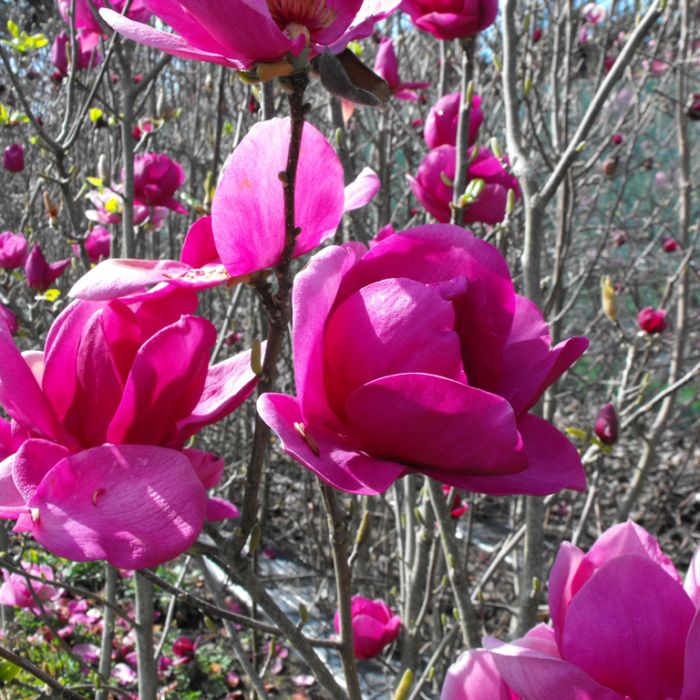 magnolija-cleopatra-2 magnolija-cleopatra-2
