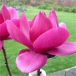 magnolija-cleopatra-3