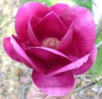 magnolija-cleopatra-4