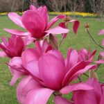 magnolija-vulcan-1
