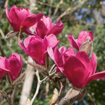 magnolija-vulcan-2