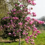 magnolija-vulcan-3